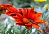 Gazania × hybrida. Соцветие. Израиль, Шарон, г. Герцлия, в культуре. 06.05.2018.
