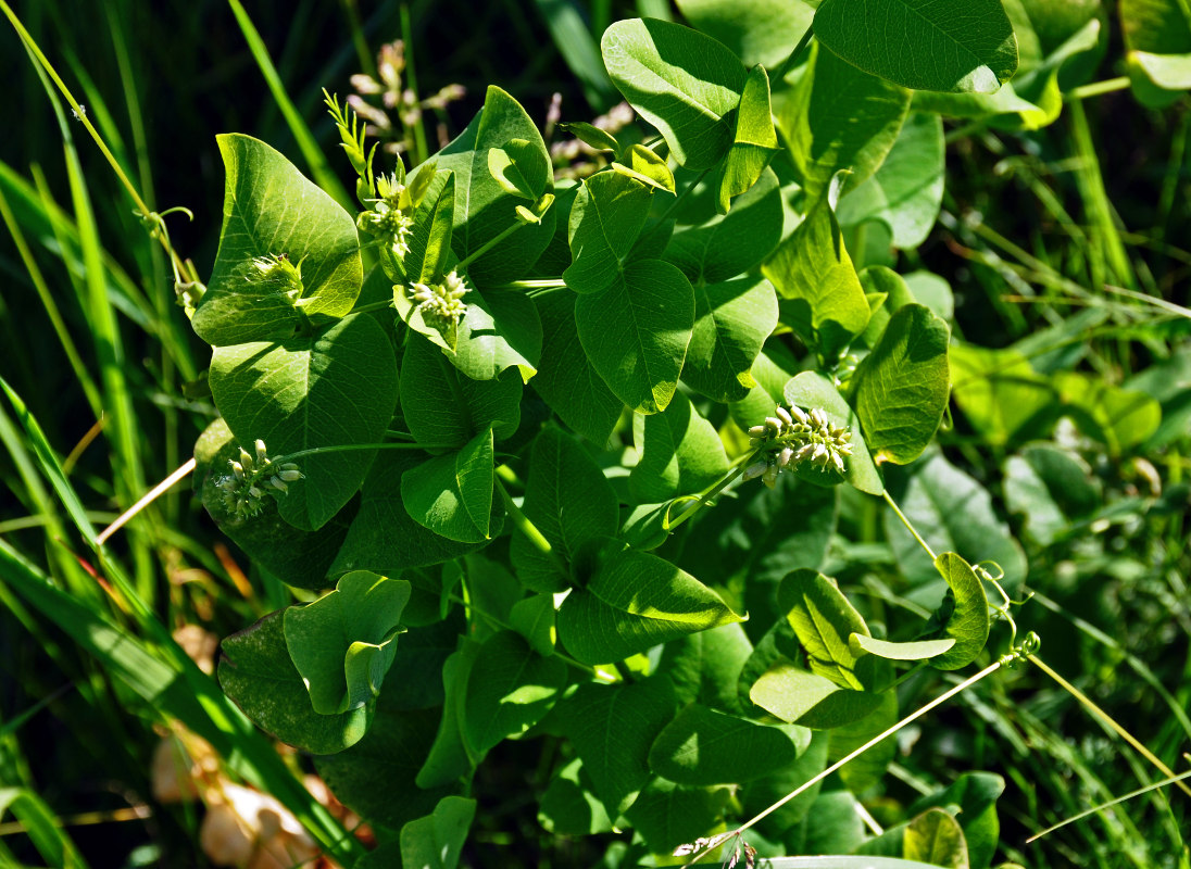 Изображение особи Vicia pisiformis.