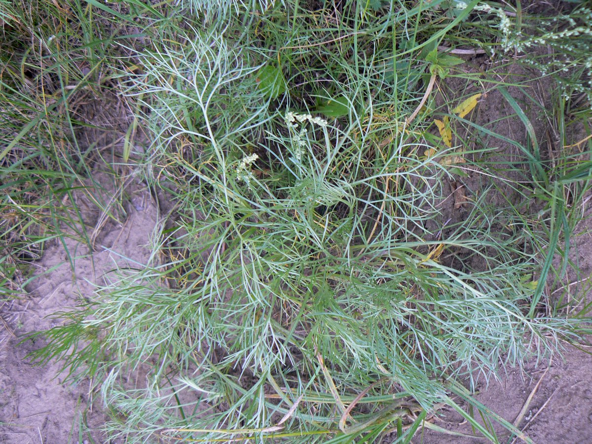 Image of Artemisia marschalliana specimen.