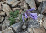 Dracocephalum oblongifolium. Цветущее растение. Южный Казахстан, Сайрам-Угамский национальный парк, под Сайрамским пиком на высоте около 3500 м н.у.м., на каменистом склоне. 13 июля 2018 г.