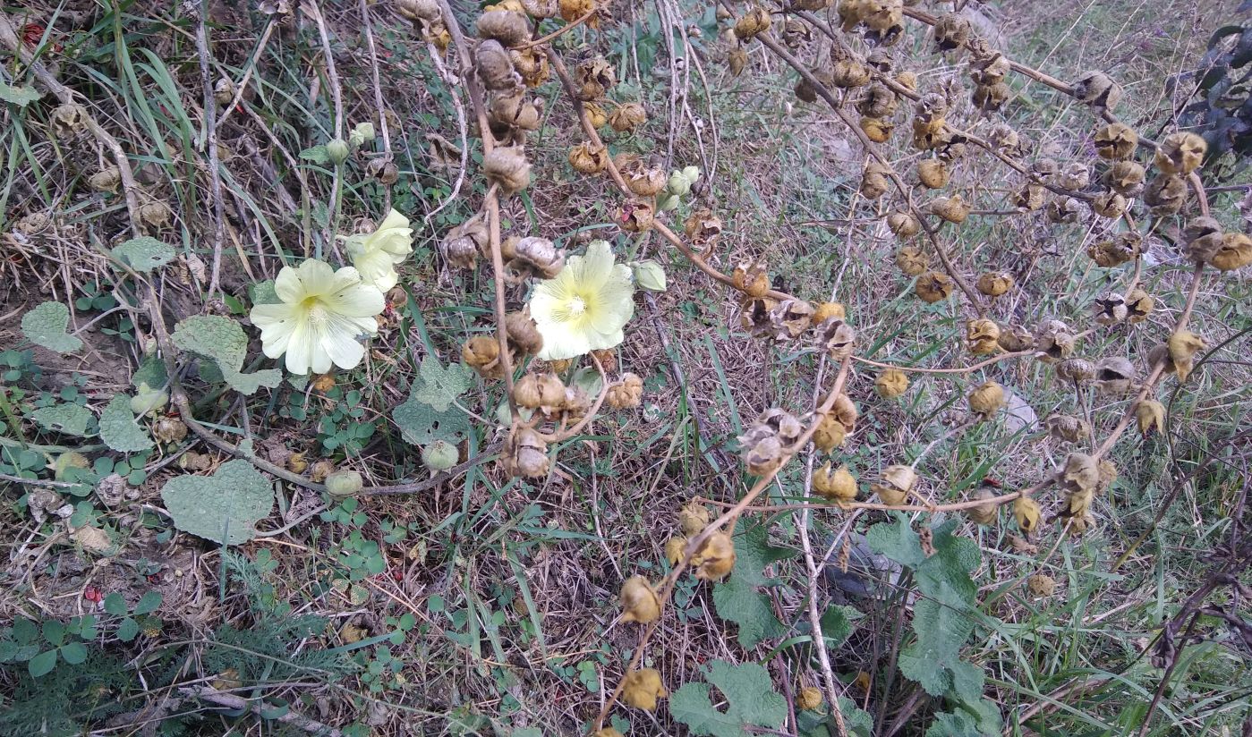 Изображение особи Alcea rugosa.