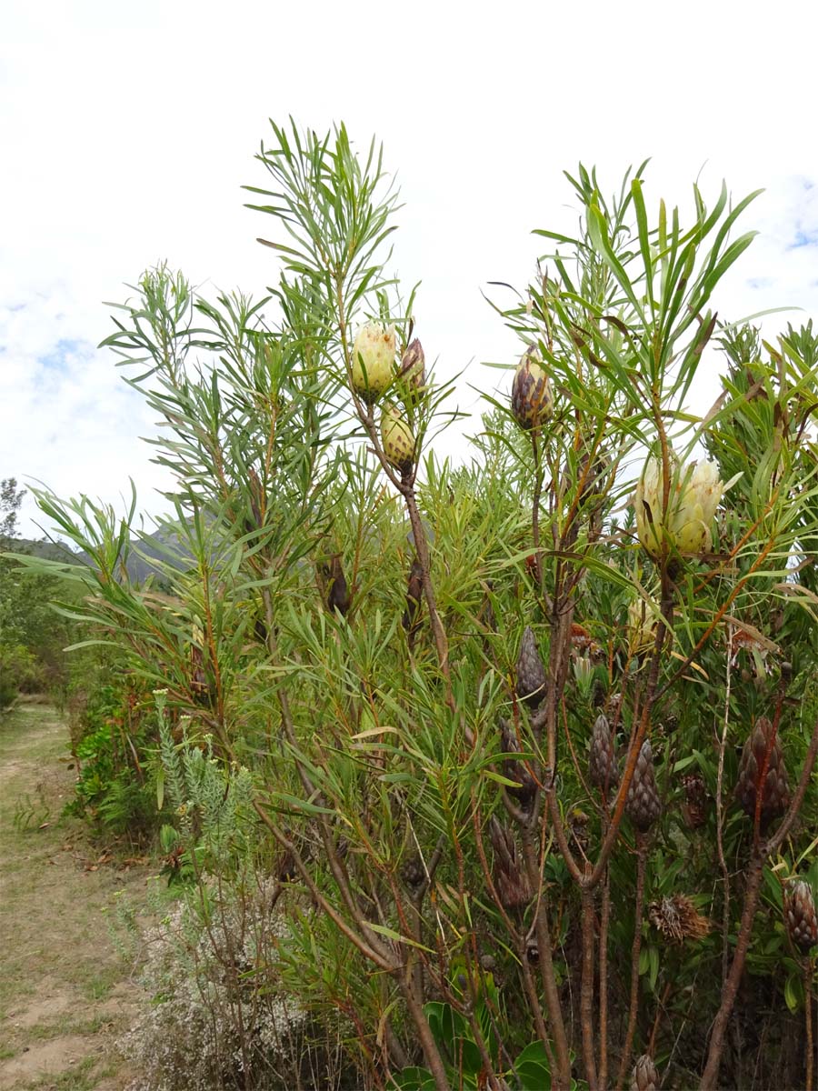 Изображение особи Protea repens.