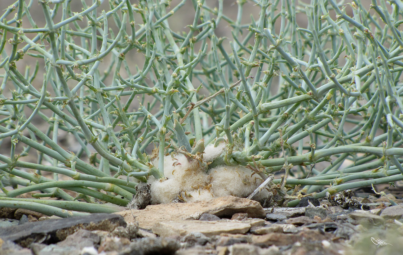 Image of Anabasis eriopoda specimen.