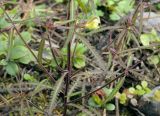 Pedicularis labradorica