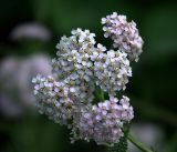 Achillea millefolium. Соцветие. Московская обл., Раменский р-н, окр. дер. Хрипань, садовый участок. 06.07.2019.