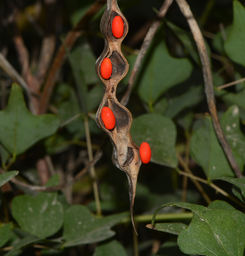 Изображение особи Erythrina herbacea.