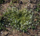 Veronica filiformis