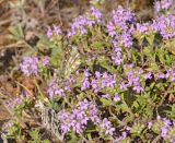 Thymus kirgisorum