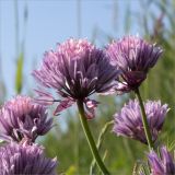 Allium schoenoprasum. Верхушки побегов с соцветиями. Ленинградская обл., Ломоносовский р-н, окр. Шепелёвского маяка; п-ов Каравалдай, валунно-песчаный берег Финского залива, приморский луг. 24.06.2020.