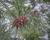 Pinus uncinata