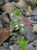 Euphrasia ossica