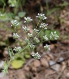 Pimpinella cretica