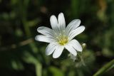 Cerastium arvense