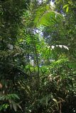 семейство Arecaceae. Вегетирующее растение. Малайзия, штат Саравак, округ Мири, национальный парк «Мулу». 12.03.2015.