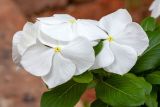 Catharanthus roseus