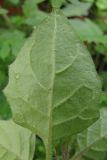 Solanum nigrum подвид schultesii