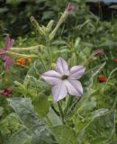 Nicotiana alata. Верхушка цветущего растения. Пермский край, г. Пермь, Кировский р-н, клумба у жилого дома. 02.07.2022.