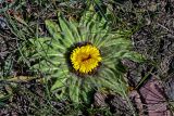 Inula rhizocephala. Растение с распустившимся и развивающимися соцветиями. Киргизия, Ошская обл., Памир, Заалайский хр., берег оз. Тулпар-Кёль, ≈ 3600 м н.у.м., альпийский луг. 04.07.2022.