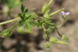 Geranium pusillum. Соцветия с цветком, бутонами и плодами. Беларусь, Витебская обл., пос. Езерище, частная усадьба, в трещине забетонированной площадки. 25.06.2023.