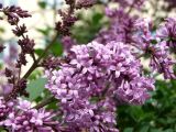 Syringa josikaea