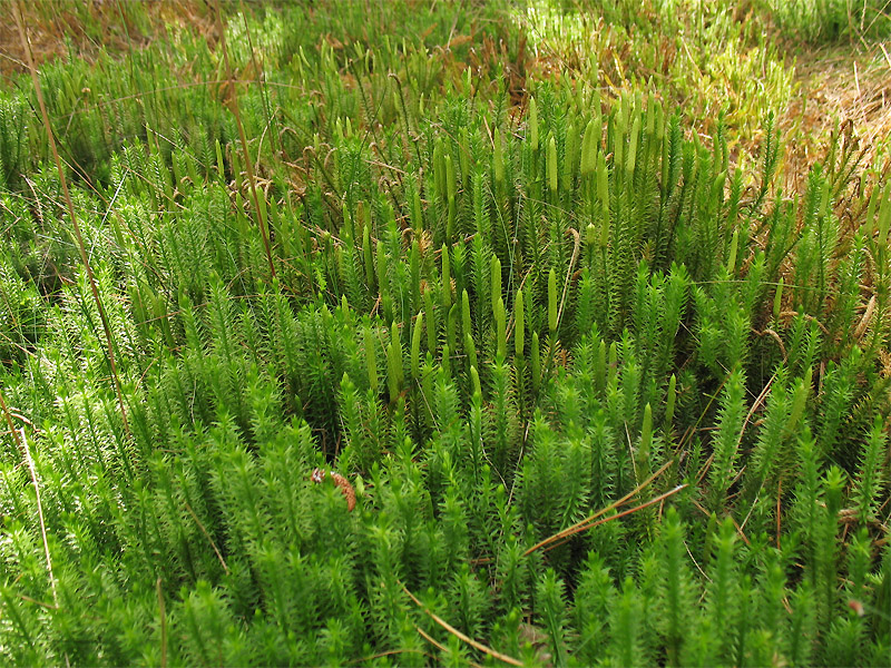 Изображение особи Lycopodium annotinum.