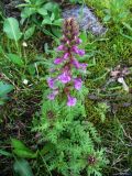 Pedicularis macrochila