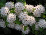 Spiraea flexuosa. Часть ветви с соцветиями. Хабаровский край, Ванинский р-н, окр. с. Кенада. 23.06.2006.