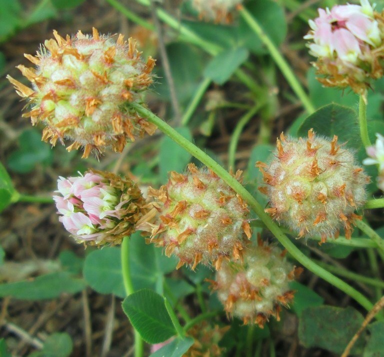 Изображение особи Trifolium fragiferum.