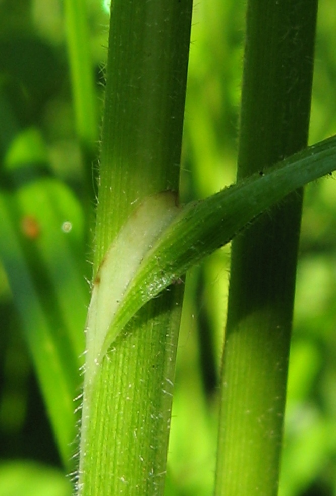 Изображение особи Carex atherodes.
