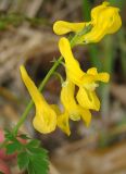 Corydalis speciosa