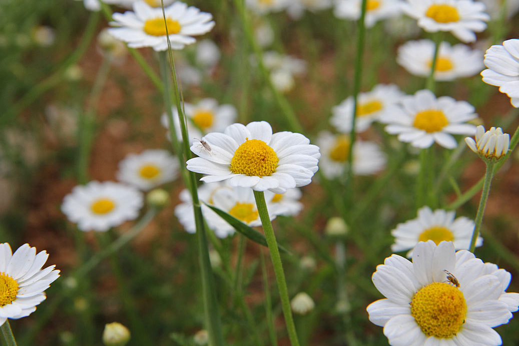 Изображение особи род Anthemis.