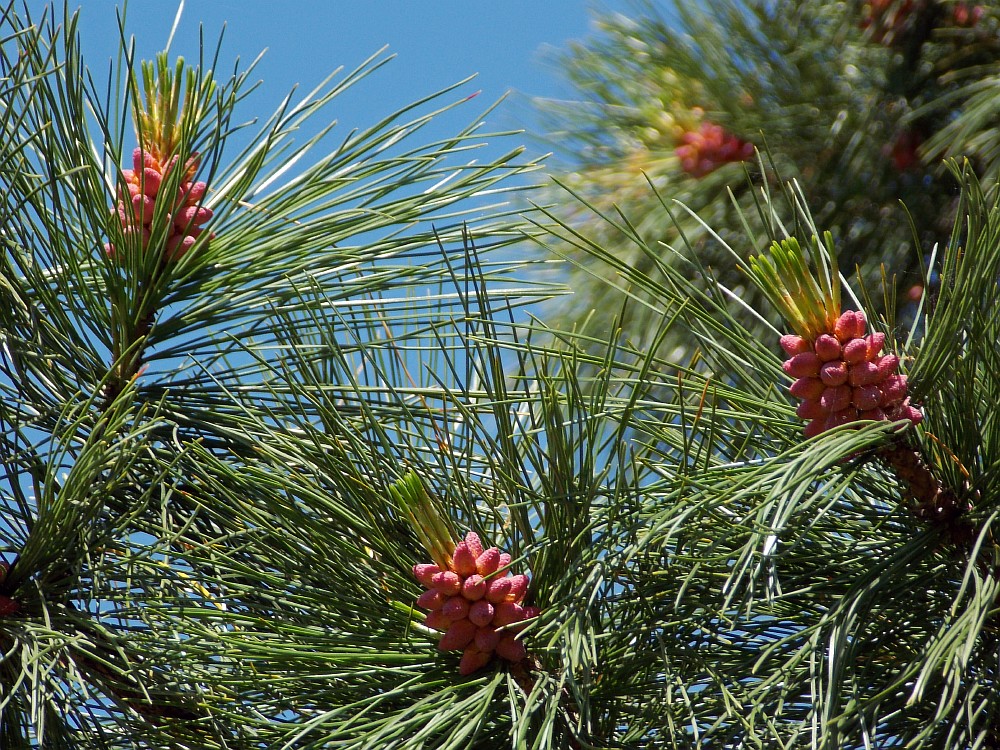 Изображение особи Pinus sibirica.