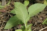 Mentha arvensis