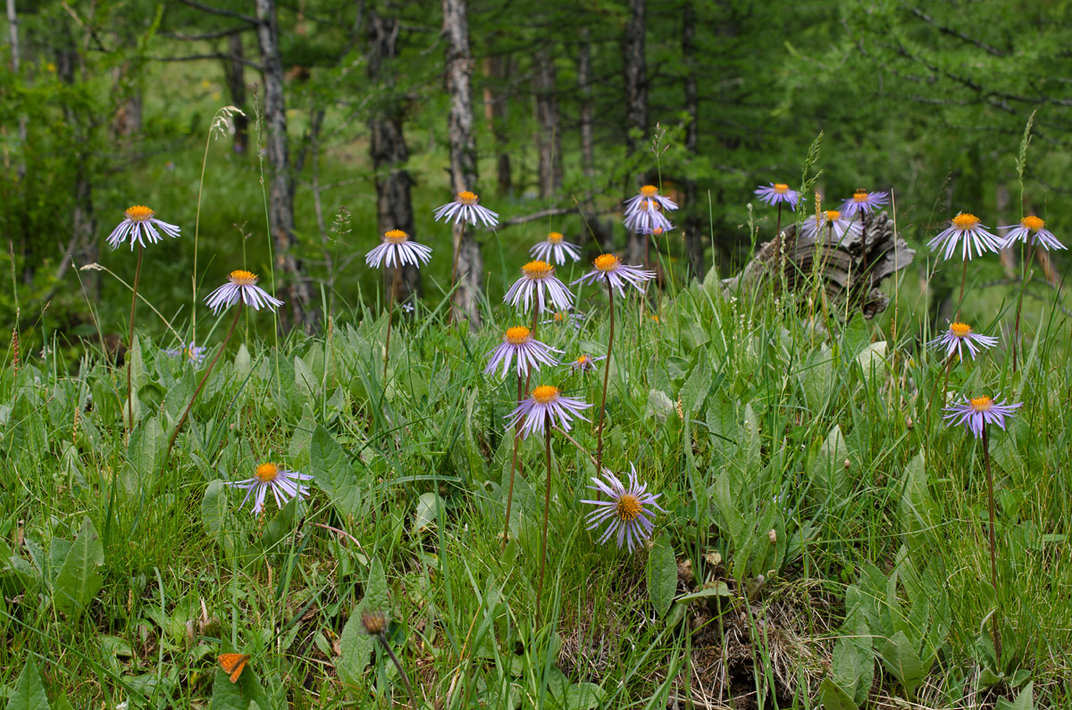 Изображение особи Erigeron flaccidus.