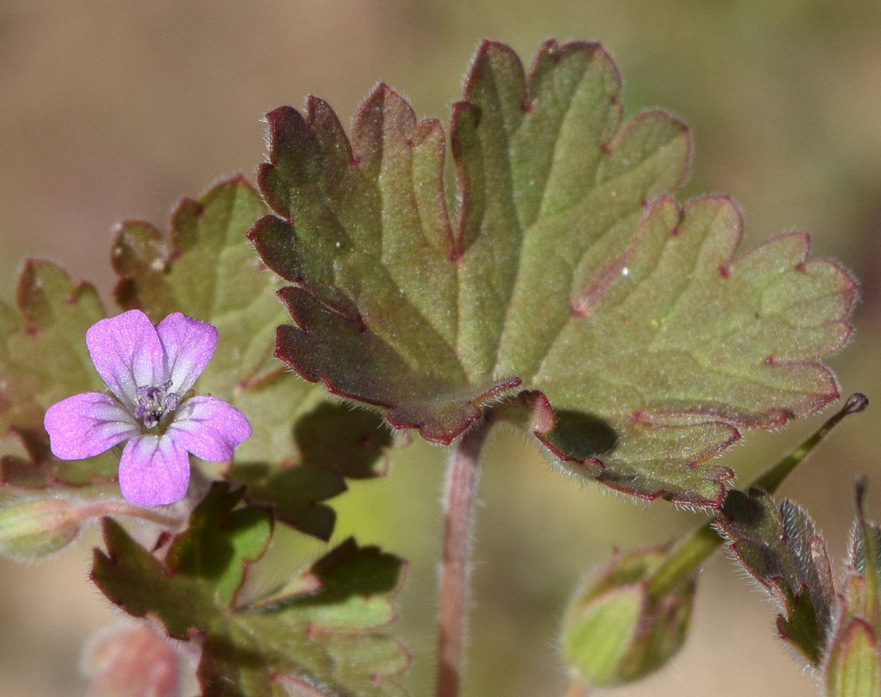 Изображение особи Geranium rotundifolium.