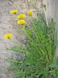 Taraxacum bachczisaraicum. Цветущее растение. Крым, г. Бахчисарай близ Чуфут-Кале возле дороги. 18.04.2016.