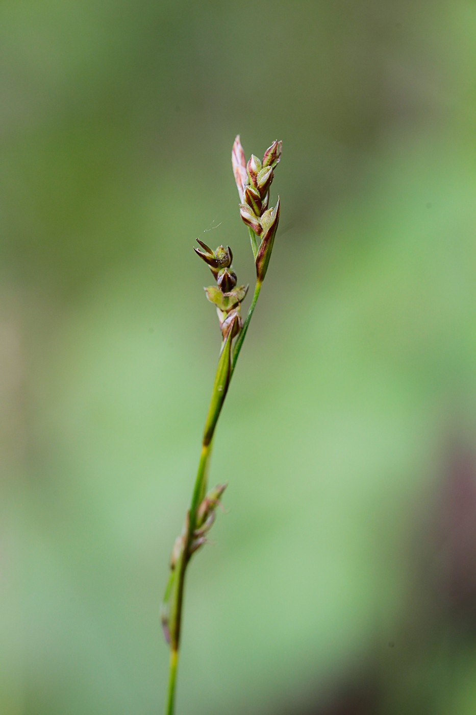 Изображение особи Carex rhizina.