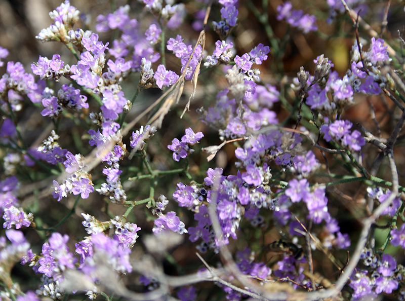 Изображение особи Limonium caspium.