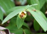 Hypericum calycinum. Верхушка побега с раскрывшимся плодом-коробочкой. Крым, Никитский ботсад, в культуре. 04.10.2016.