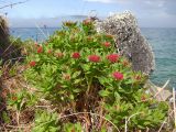 Rhodiola integrifolia. Цветущие растения. Магаданская обл., окр. Магадана, бухта Нагаева, мкр-н Марчекан, берег моря. 19.06.2010.