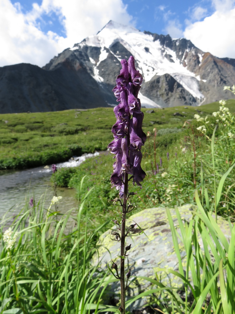 Изображение особи Aconitum leucostomum.