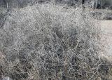 Halimodendron halodendron. Растение в состоянии зимнего покоя. Казахстан, побережье р. Или, район Баканаса. 01.04.2010.