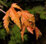 Acer palmatum. Верхушка побега. Приморский край, г. Владивосток, Ботанический сад-институт ДВО РАН. 25.08.2011.