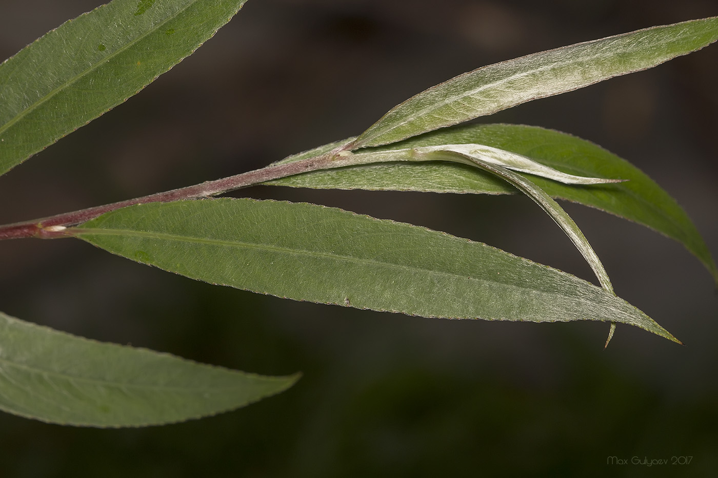 Изображение особи Salix alba.