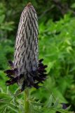 Pedicularis atropurpurea