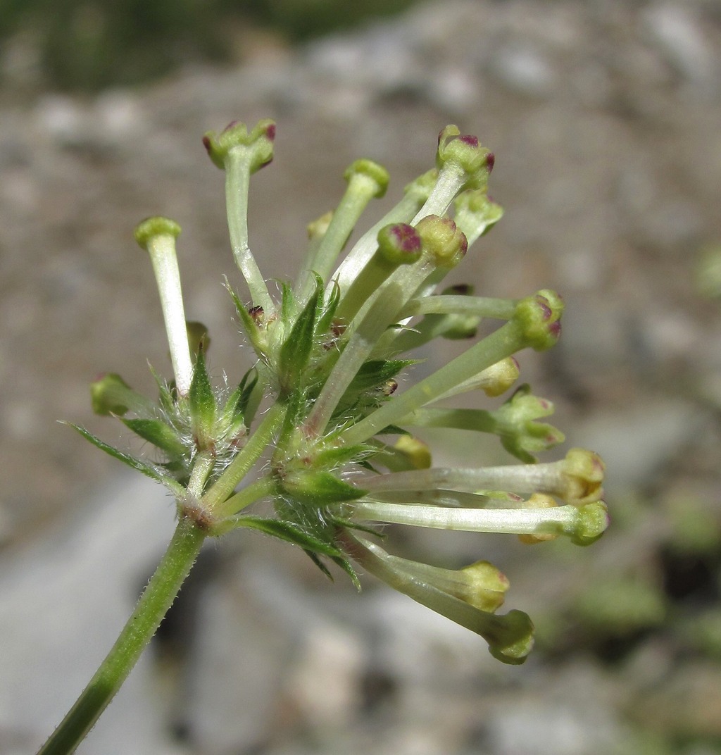 Изображение особи Asperula molluginoides.