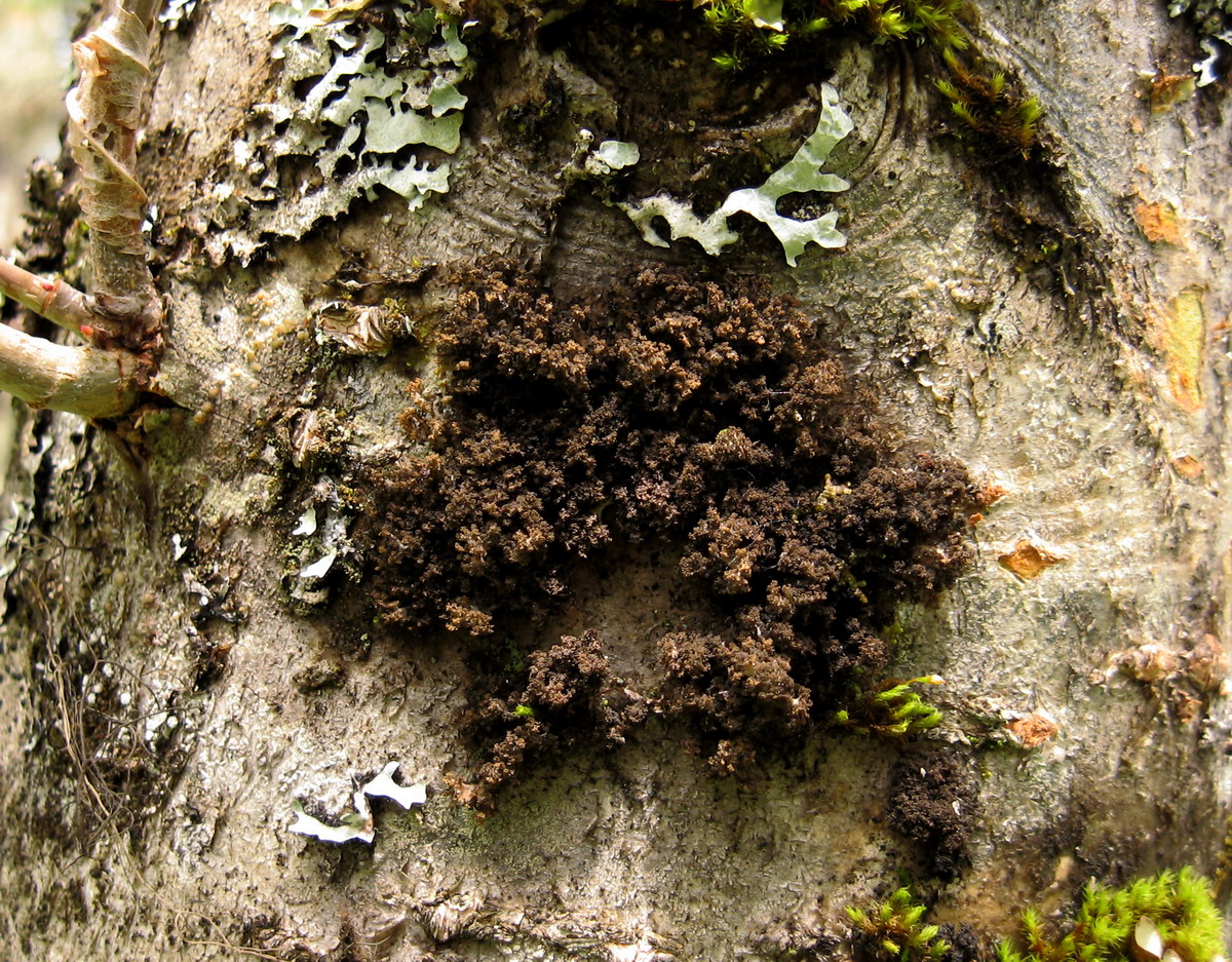 Изображение особи Dendriscocaulon umhausense.