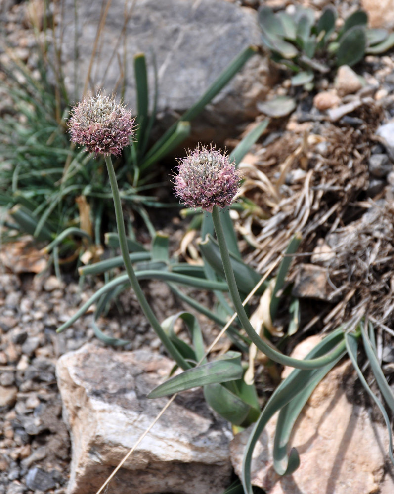 Изображение особи Allium carolinianum.