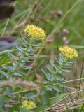 Rhodiola rosea. Побеги с соцветиями. Мурманская обл., Кольский р-н, окр. пос. Дальние Зеленцы, окр. Столбового озера, основание скалистого склона северной экспозиции небольшой сопки, луговина. 30.07.2017.