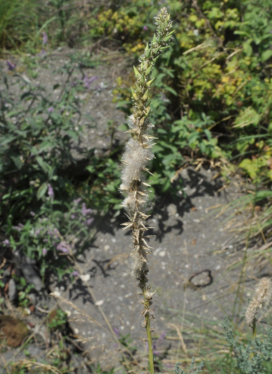 Image of Myricaria bracteata specimen.